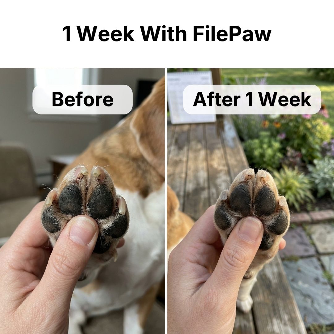 Dog filing nails on scratch board