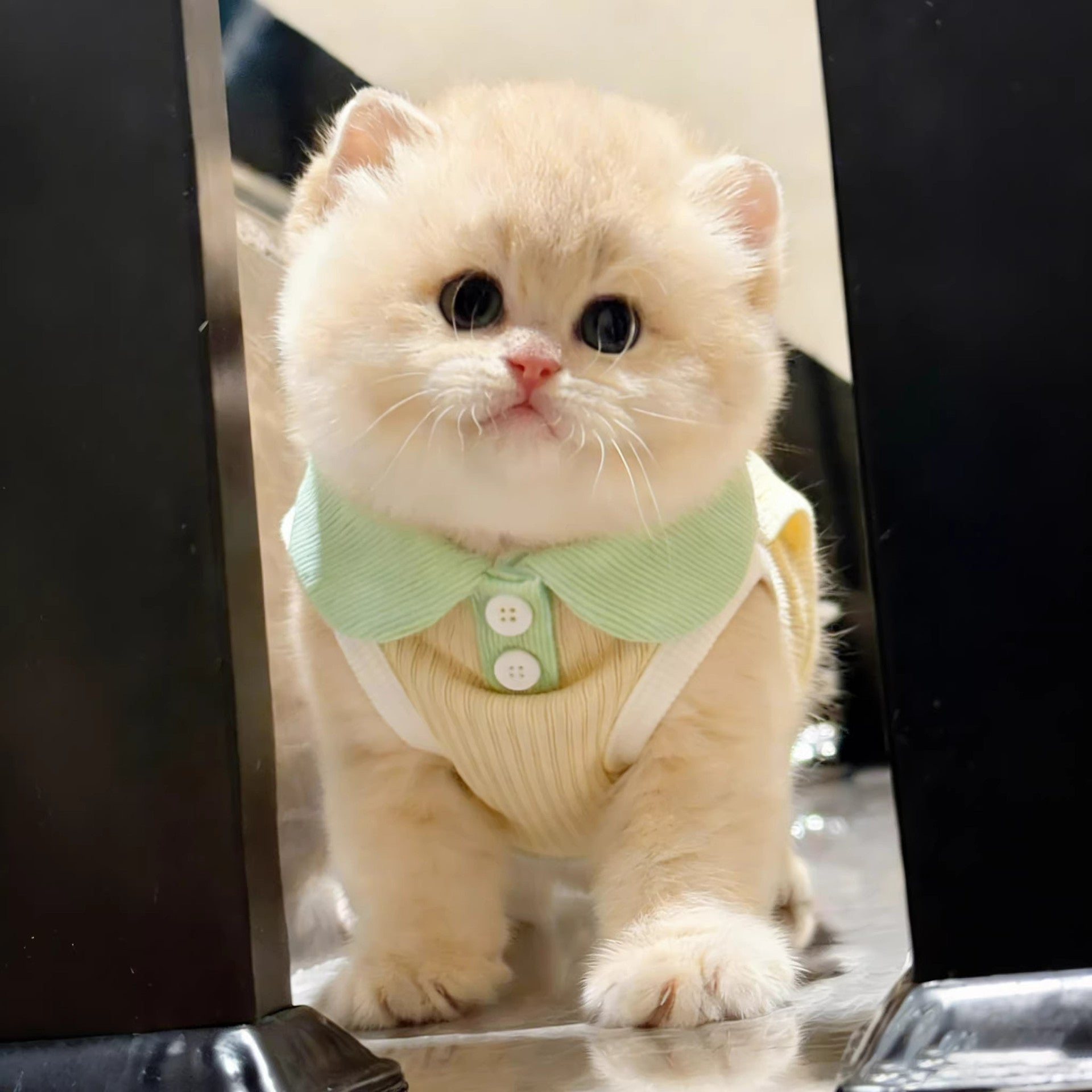 Pet Polo Shirt for Small Dogs and Cats