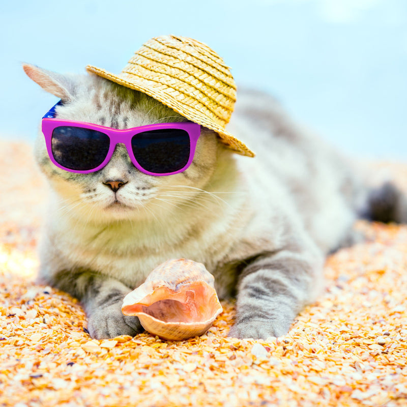 For Cats