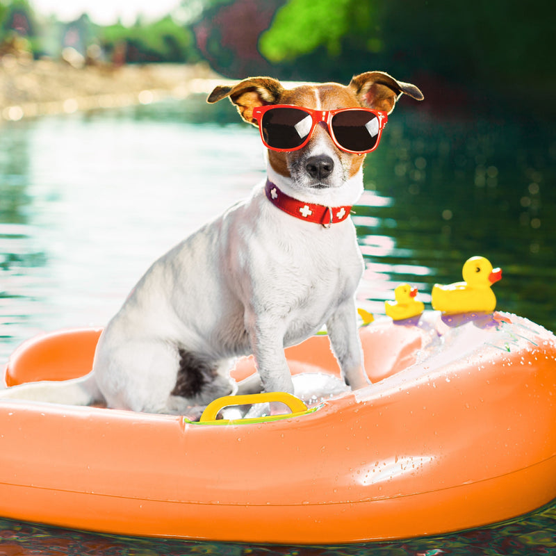 For Dogs