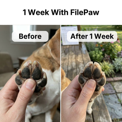Dog filing nails on scratch board